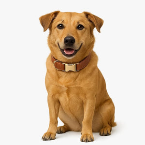 Scobby Leather Dog Collar g22 Bouletta